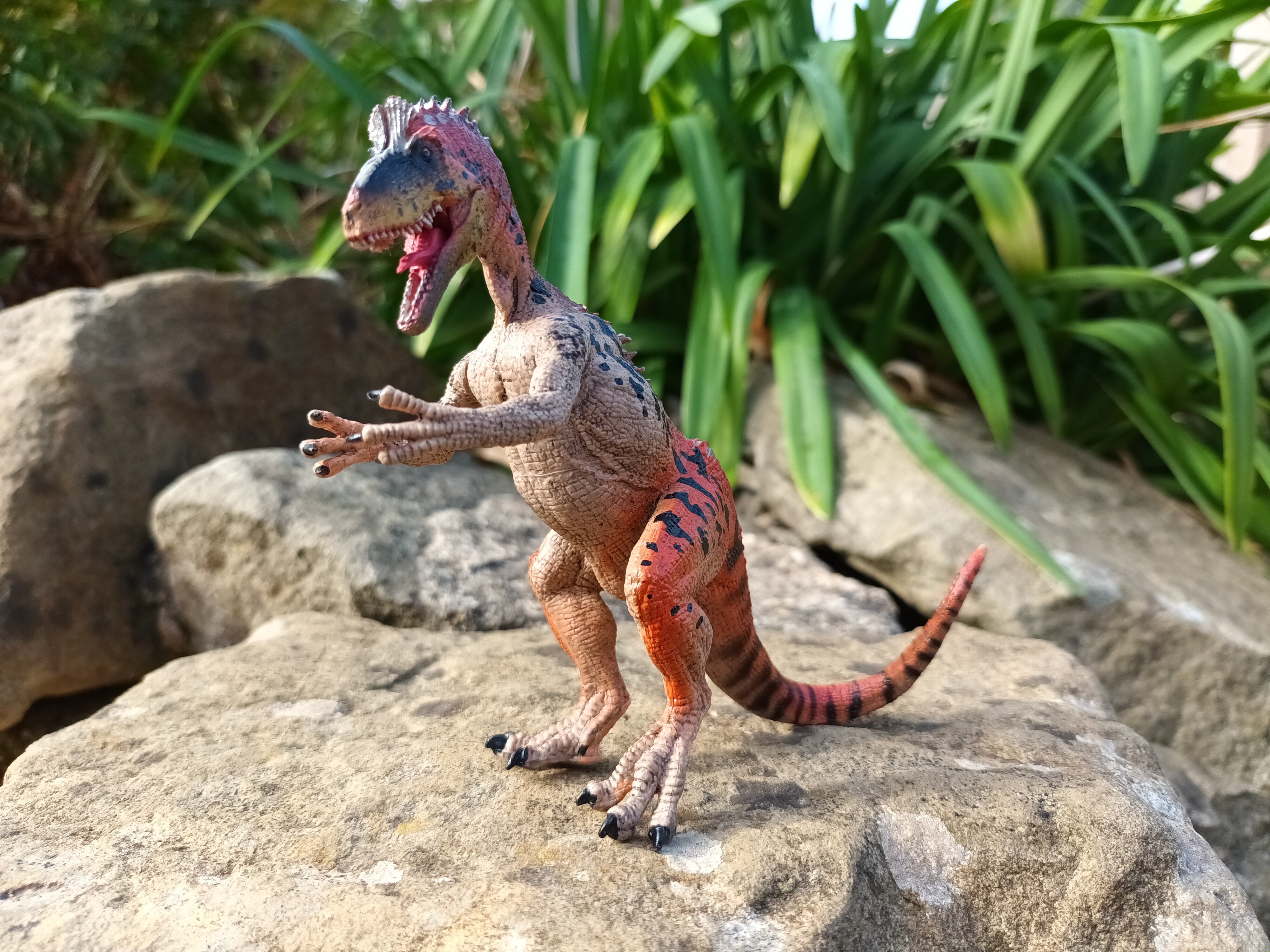 Cryolophosaurus Model – ROARR! STORE